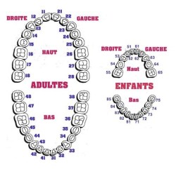 SCEMA-DENTAIRE-medecine-et-sante.com_